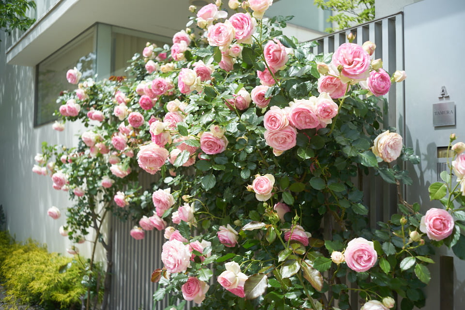 f:id:snowvalley:20210517200010j:plain