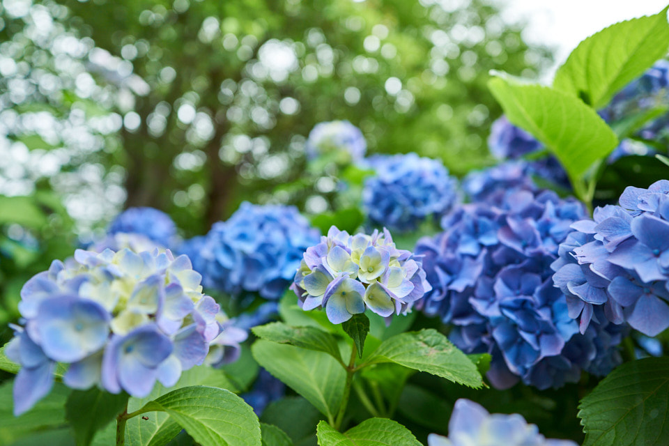 f:id:snowvalley:20210614222014j:plain