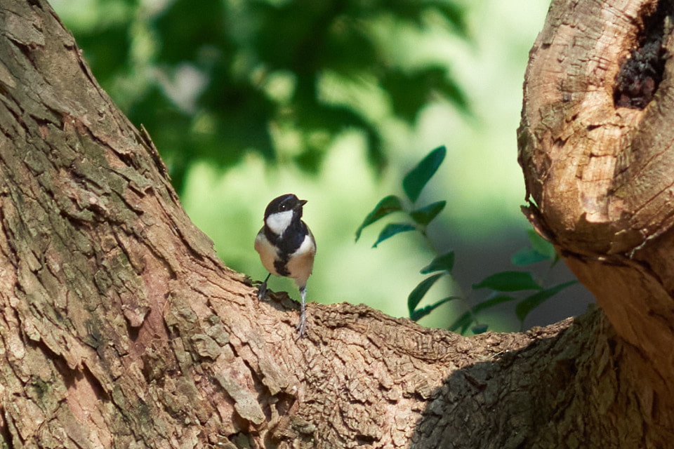 ニコンの望遠マクロレンズ「AI AF Micro-Nikkor 200mm f/4D IF-ED」で