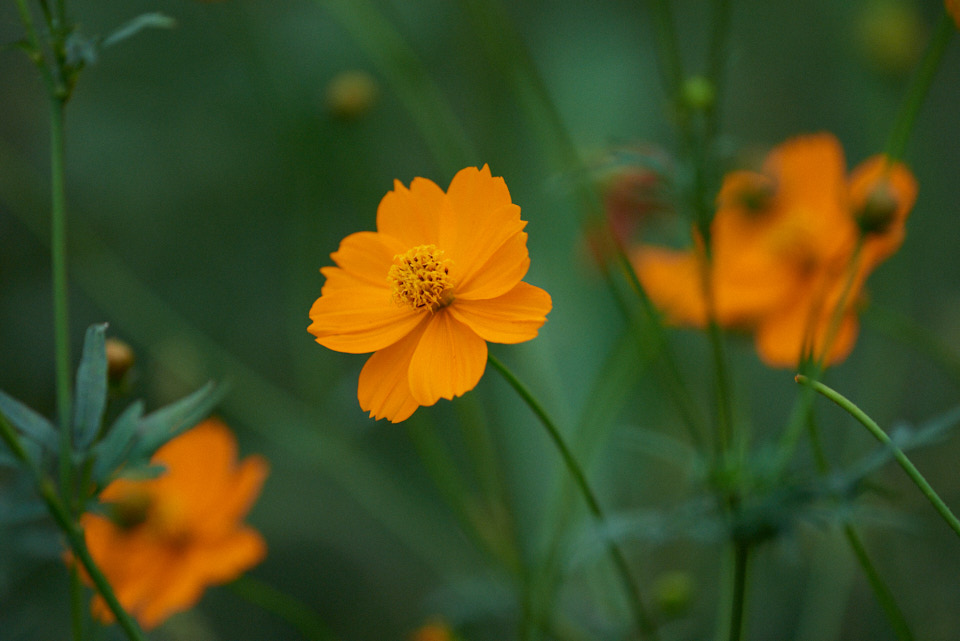 f:id:snowvalley:20211020230122j:plain
