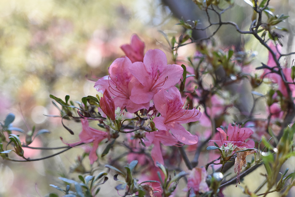 f:id:snowvalley:20211117092806j:plain