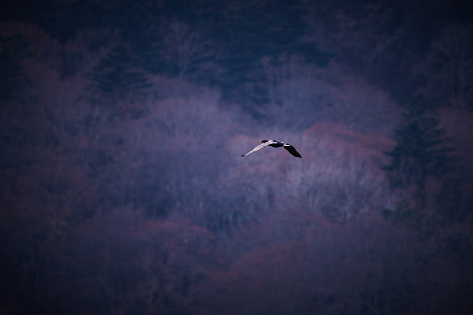 f:id:snowvalley:20211206171337j:plain