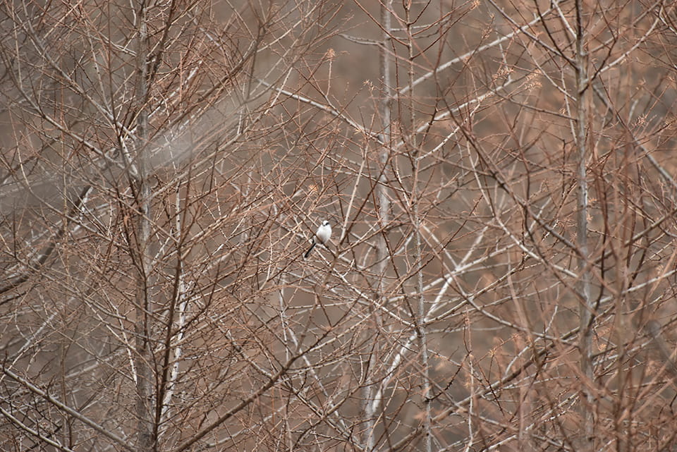 f:id:snowvalley:20211206184447j:plain