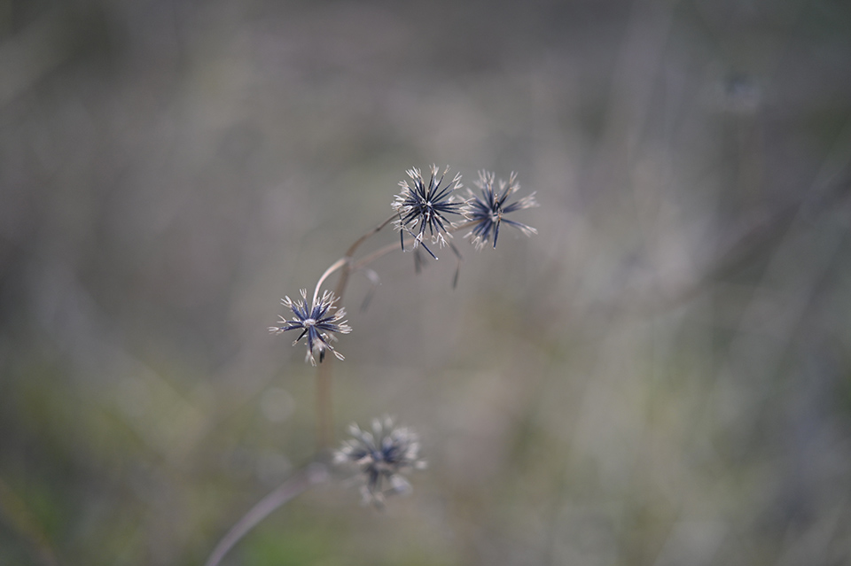 f:id:snowvalley:20220103185915j:plain