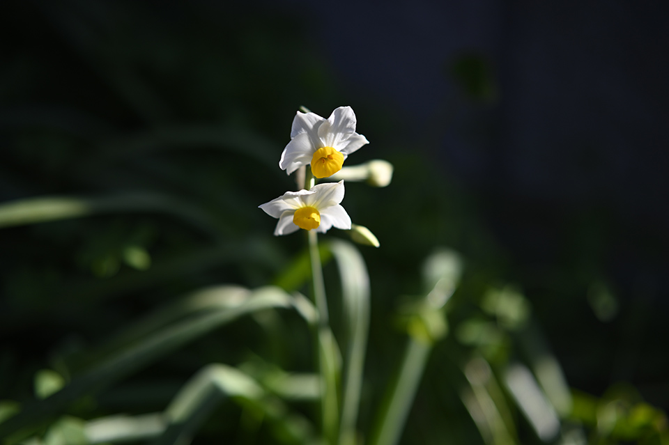 f:id:snowvalley:20220103200927j:plain