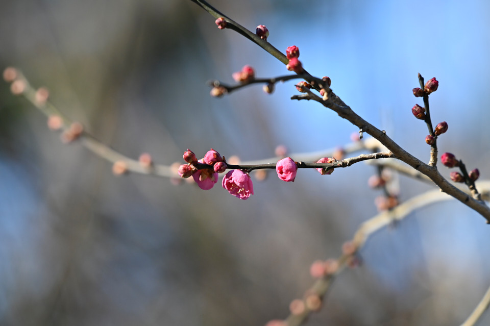 f:id:snowvalley:20220110115946j:plain