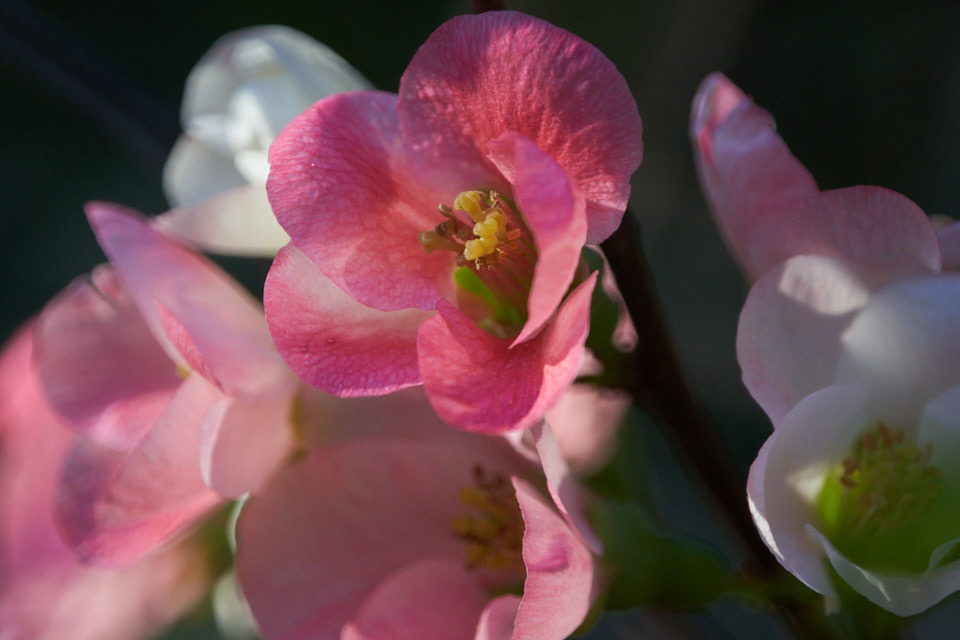 f:id:snowvalley:20220115120704j:plain