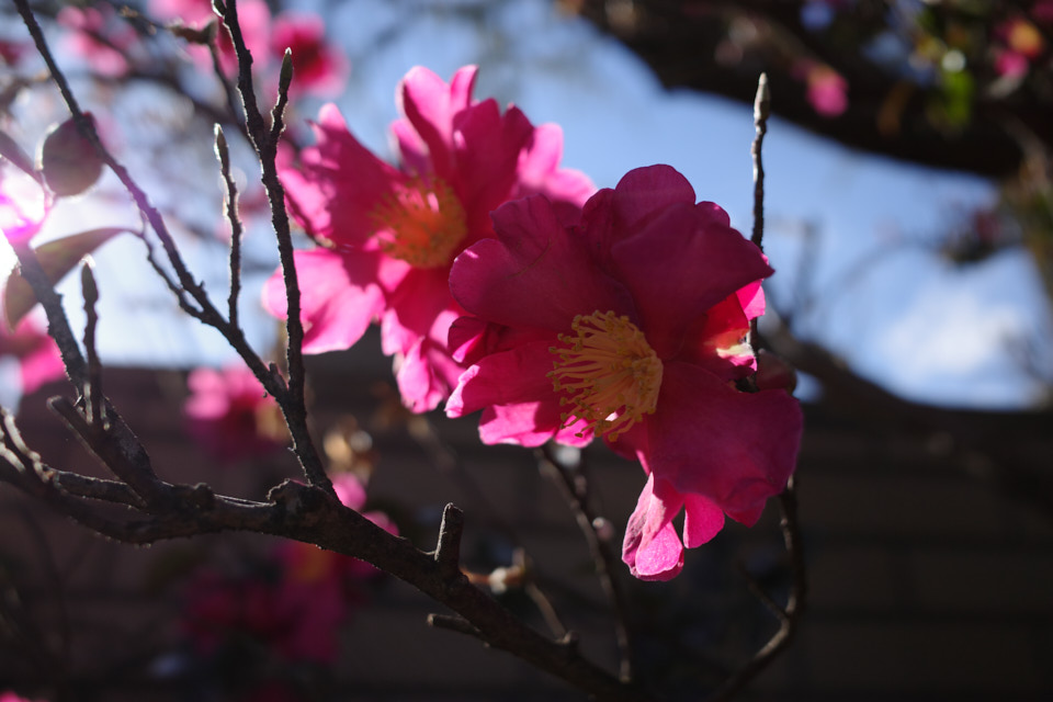 f:id:snowvalley:20220121061112j:plain