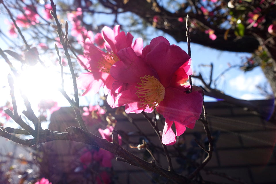 f:id:snowvalley:20220121061904j:plain