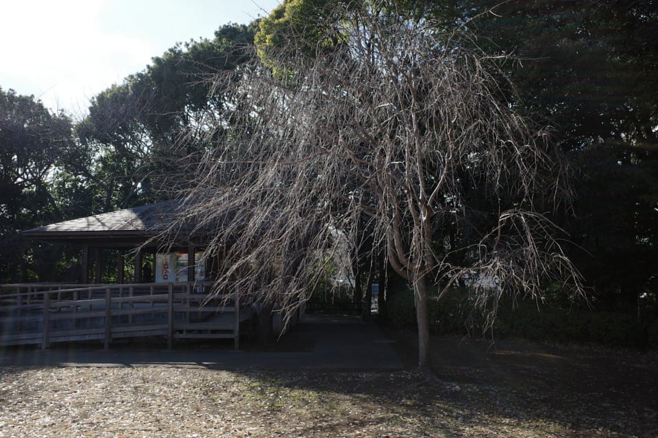 f:id:snowvalley:20220121063256j:plain