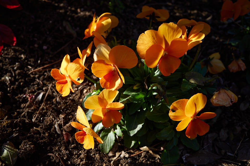 f:id:snowvalley:20220121064930j:plain