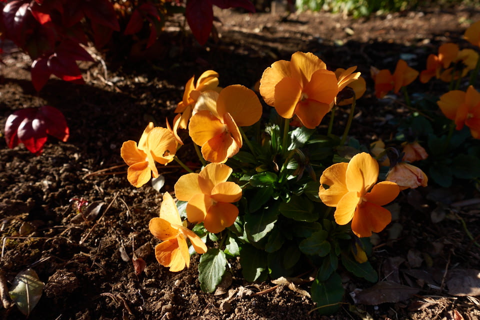 f:id:snowvalley:20220121065047j:plain