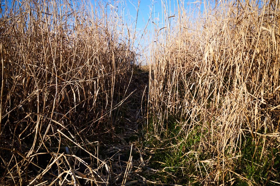 f:id:snowvalley:20220121210904j:plain