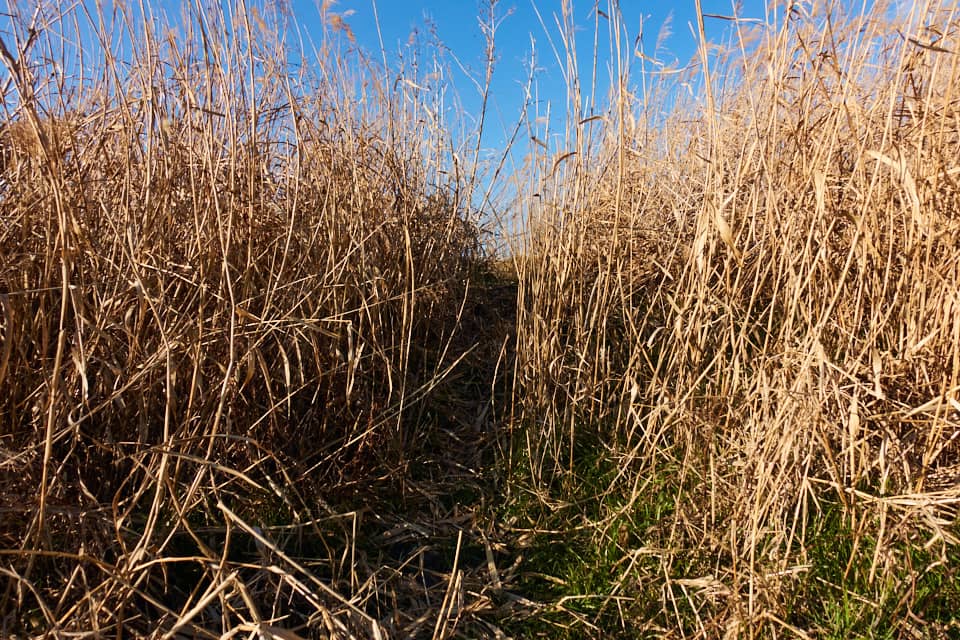 f:id:snowvalley:20220121211013j:plain