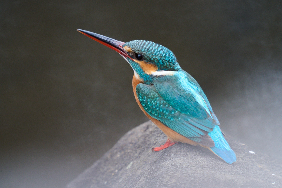 f:id:snowvalley:20220124225318j:plain