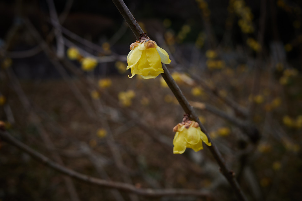 f:id:snowvalley:20220125162725j:plain