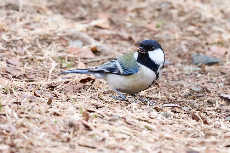 f:id:snowvalley:20220125171707j:plain