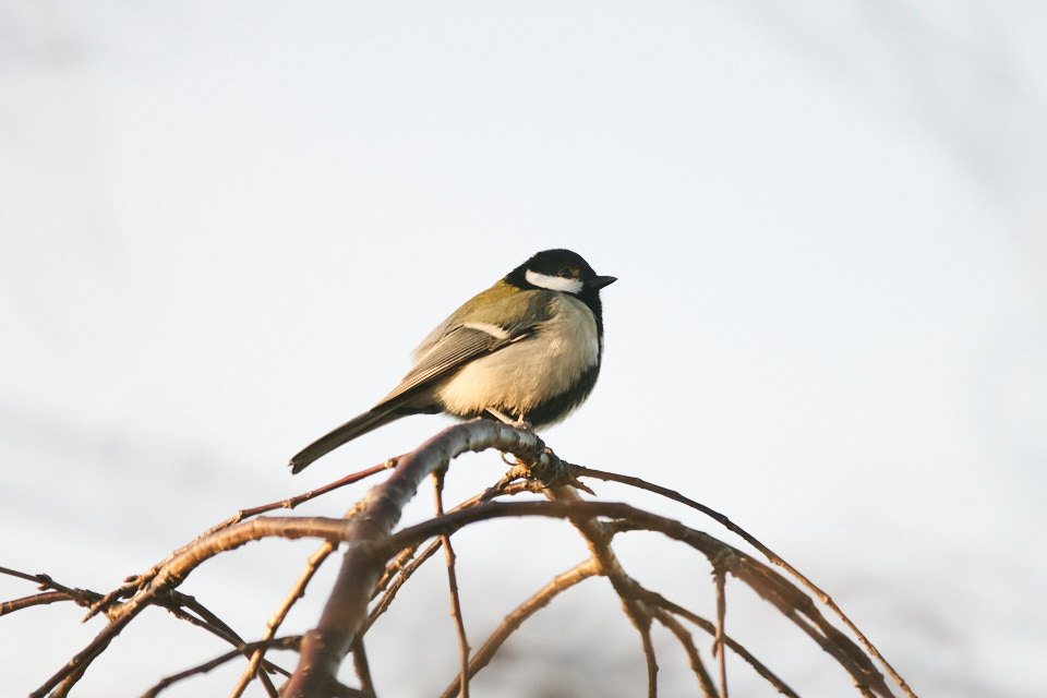 f:id:snowvalley:20220129163736j:plain