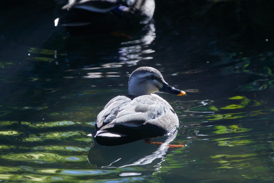 f:id:snowvalley:20220129192430j:plain