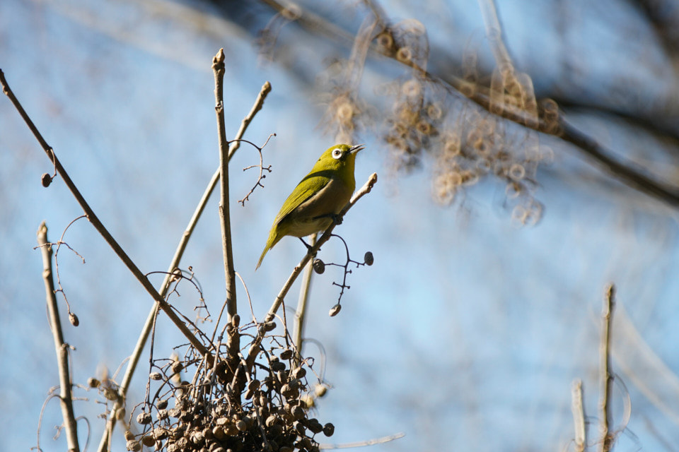 レフレックスレンズのリングボケは使えるの？野鳥を撮影した作例で考え