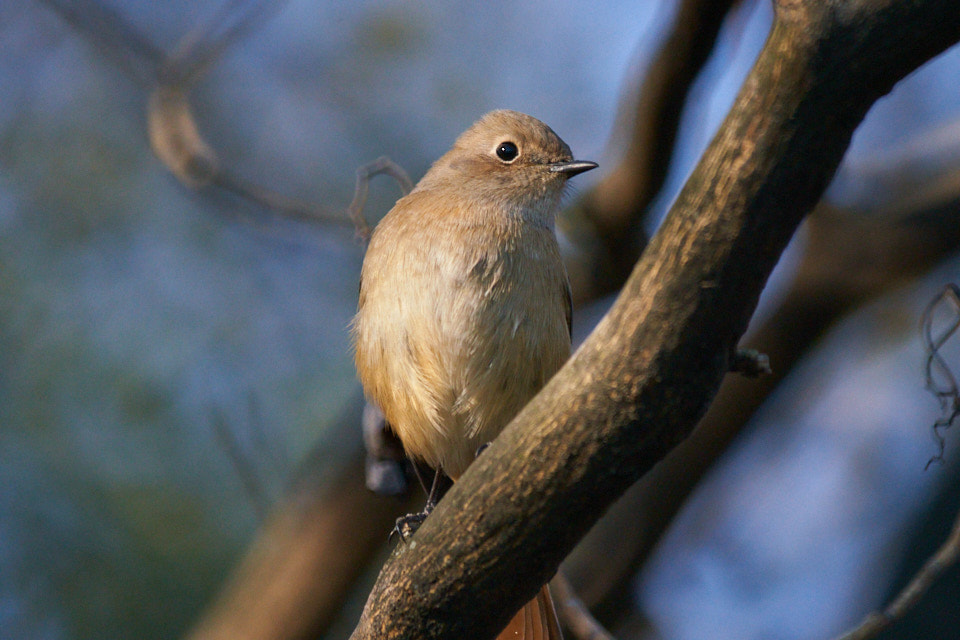 f:id:snowvalley:20220204215536j:plain