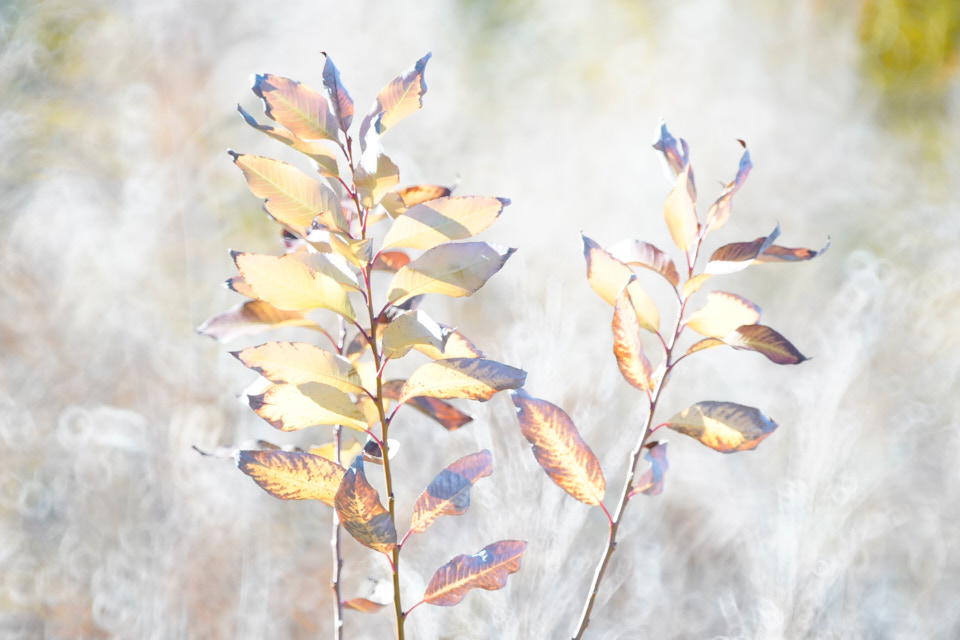 f:id:snowvalley:20220205165109j:plain