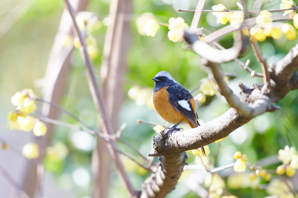 洗足池で野鳥撮影。（Nikon Z7＋AF-S NIKKOR 200-500mm f/5.6E ED VR