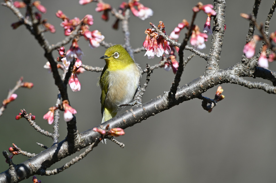 三ツ池公園で野鳥撮影。ニコンZ6IIで野鳥、リコーGR3で風景を撮ってき