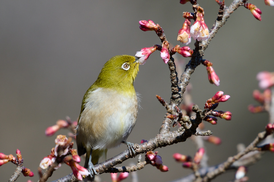 三ツ池公園で野鳥撮影。ニコンZ6IIで野鳥、リコーGR3で風景を撮ってき