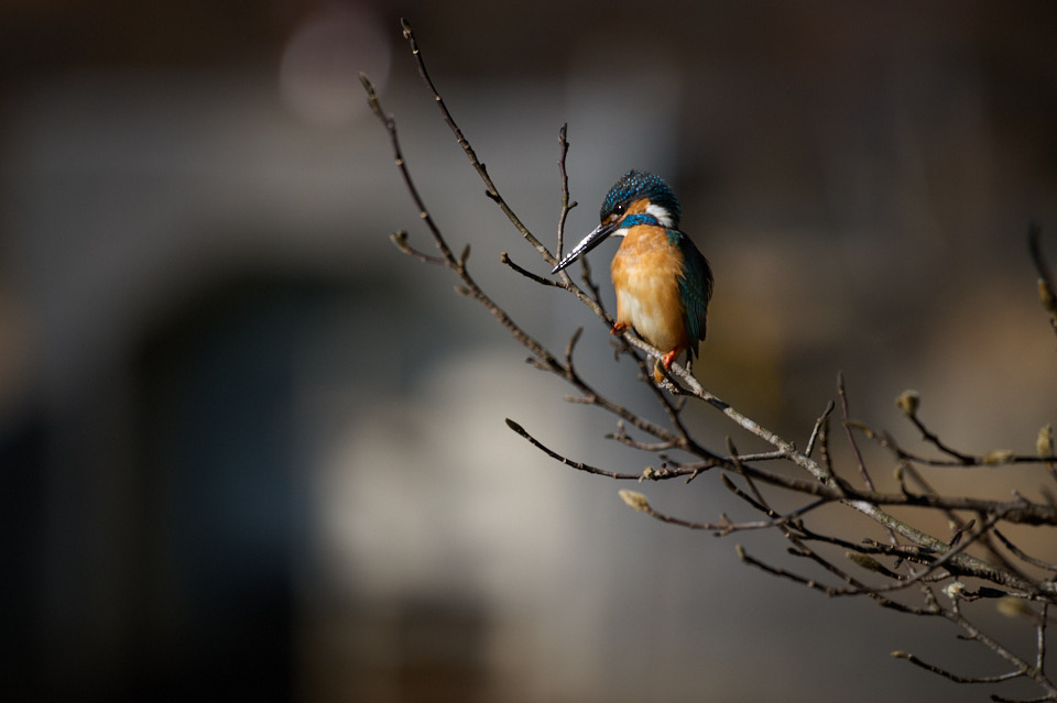三ツ池公園で野鳥撮影。ニコンZ6IIで野鳥、リコーGR3で風景を撮ってき