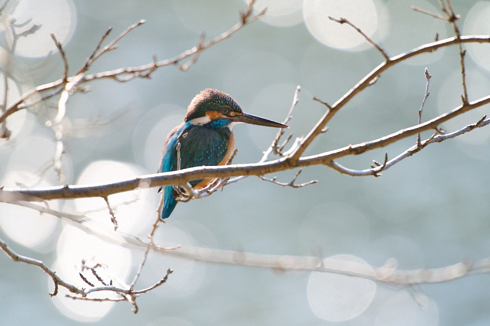 三ツ池公園で野鳥撮影。ニコンZ6IIで野鳥、リコーGR3で風景を撮ってき