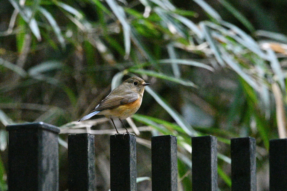 f:id:snowvalley:20220220211719j:plain