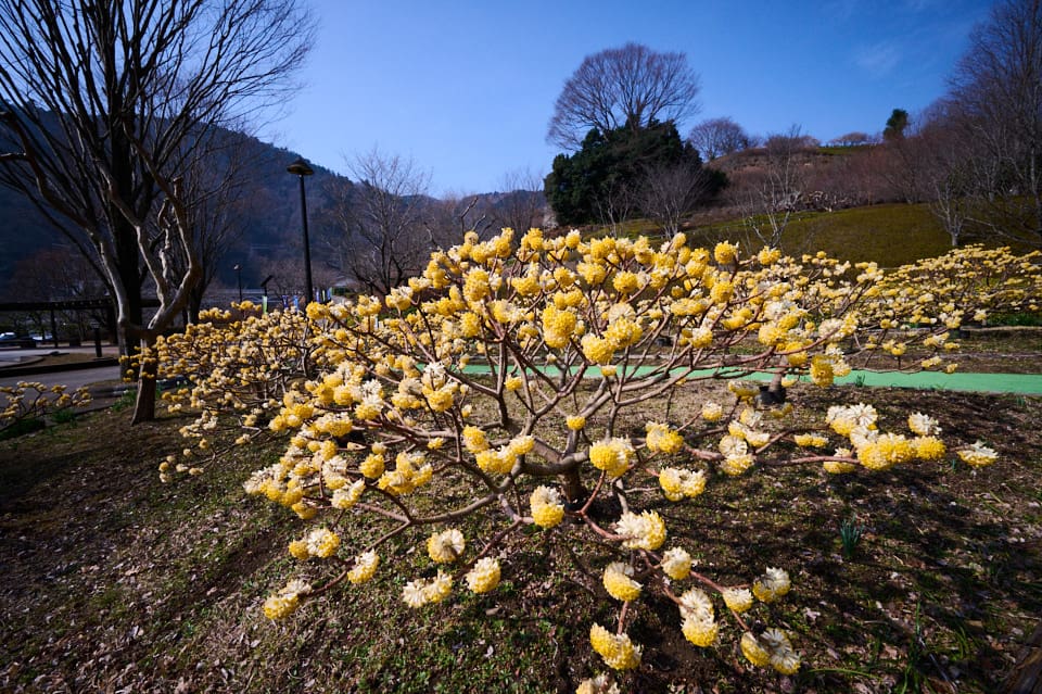 f:id:snowvalley:20220322172433j:plain