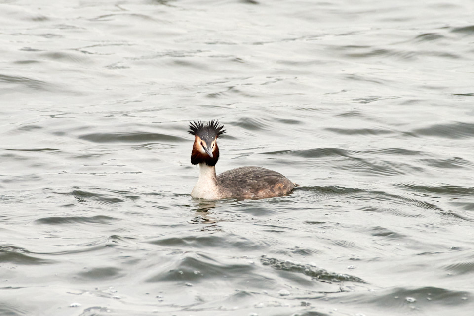 f:id:snowvalley:20220413150258j:plain