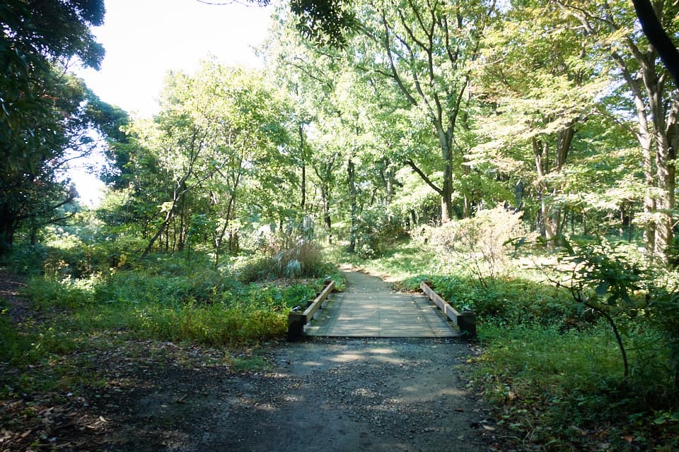 東京港野鳥公園内の自然をスナップした写真。