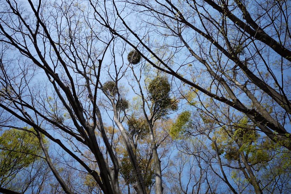 東高根森林公園のヤドリギをリコーGR3で撮影した写真。