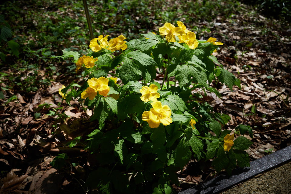 リコーGR3で撮影した山吹草(ヤマブキソウ)。
