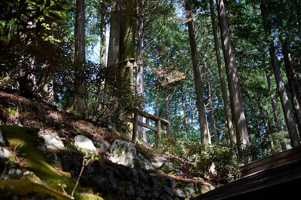 三峯神社のえんむすびの木。