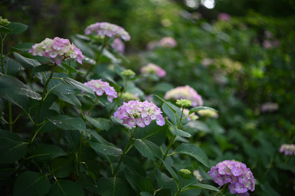 Carl Zeiss Makro-Planar T* 2/50で撮影の多摩川台公園のアジサイ。