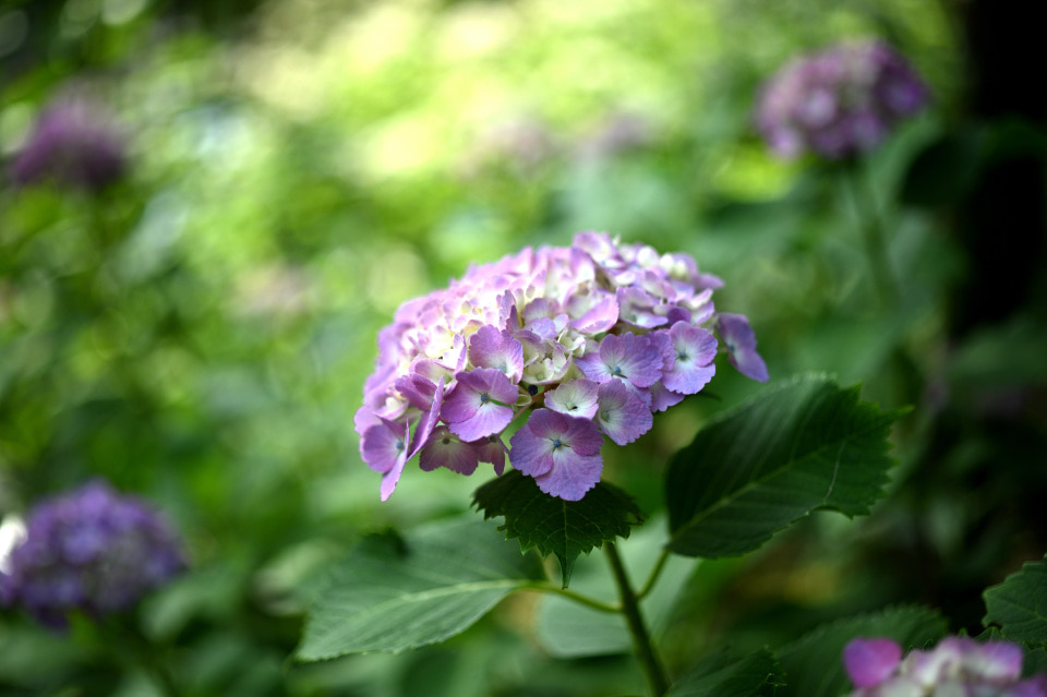 Carl Zeiss Makro-Planar T* 2/50で撮影のアジサイ。