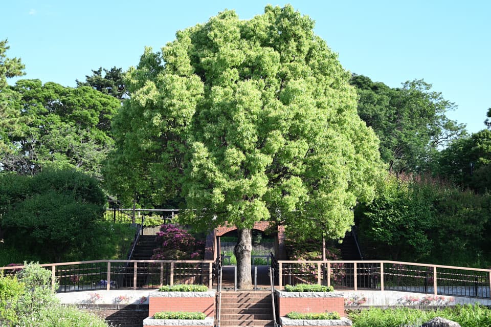 多摩川台公園の大きな木。