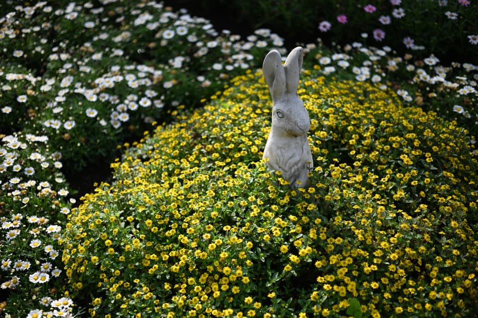 多摩川台公園の花壇。