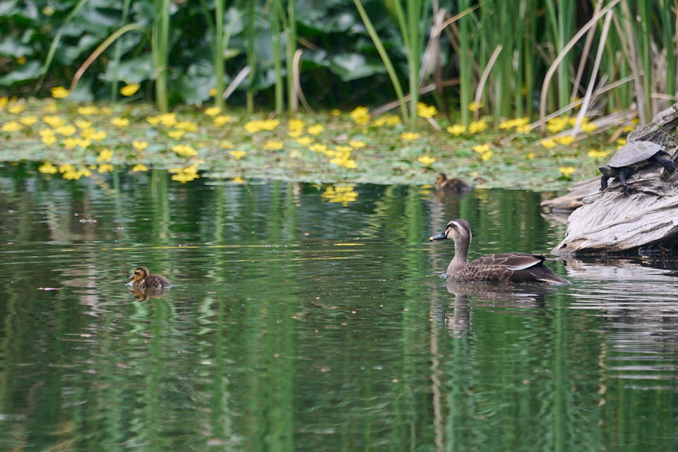鍋島松濤公園のカルガモ。