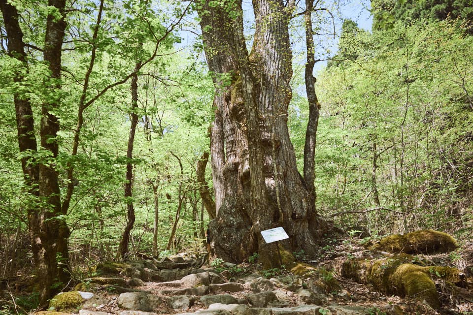 リコーGR3で撮影した都民の森。
