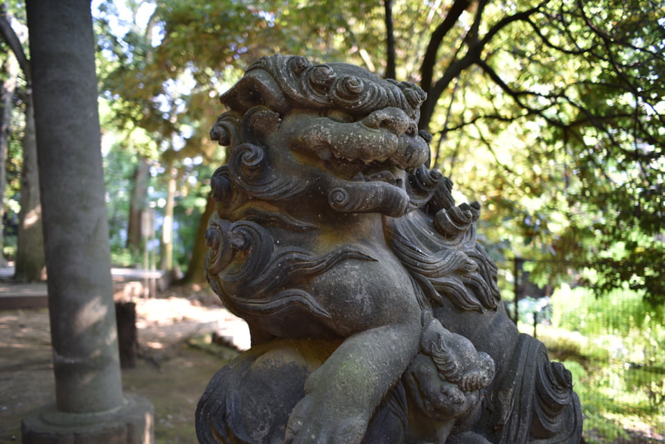 渋谷氷川神社 北参道の狛犬。