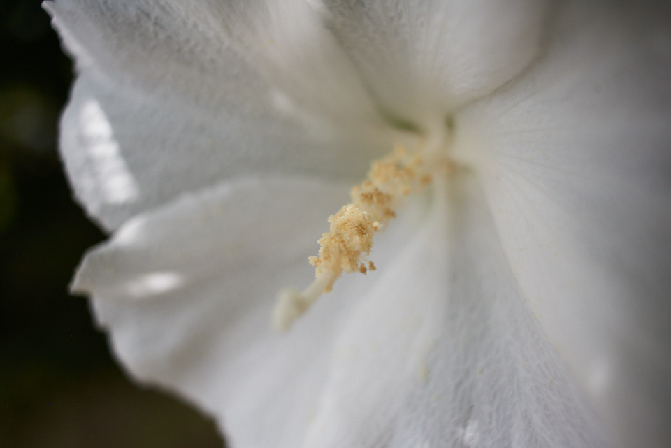 COLOR-SKOPAR 28mm F2.8 Aspherical SL IIs  最短撮影距離で撮影。