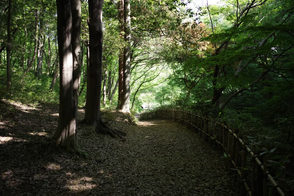 四季の森公園で野鳥撮影。5月の新緑とカワセミなどを撮ってきた