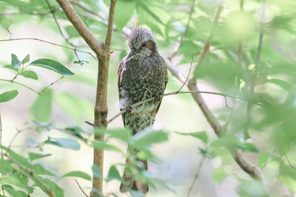 四季の森公園で野鳥撮影。5月の新緑とカワセミなどを撮ってきた 四季の森公園で野鳥撮影。5月の新緑とカワセミなどを撮ってきた