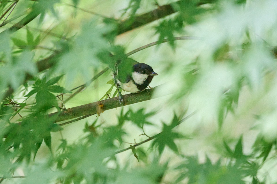 四季の森公園で野鳥撮影。5月の新緑とカワセミなどを撮ってきた