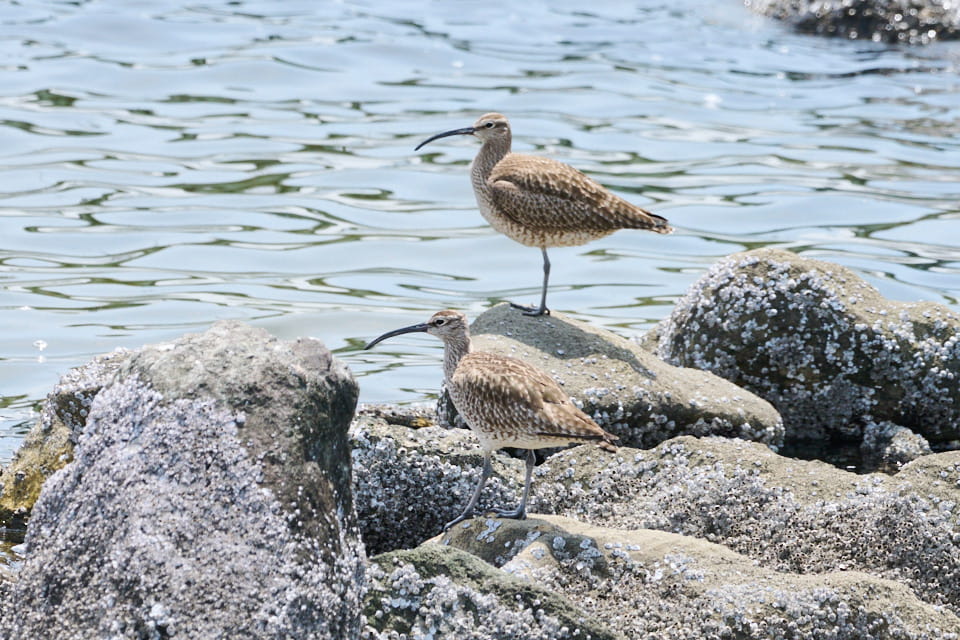 東京港野鳥公園で撮影したチュウシャクシギ。